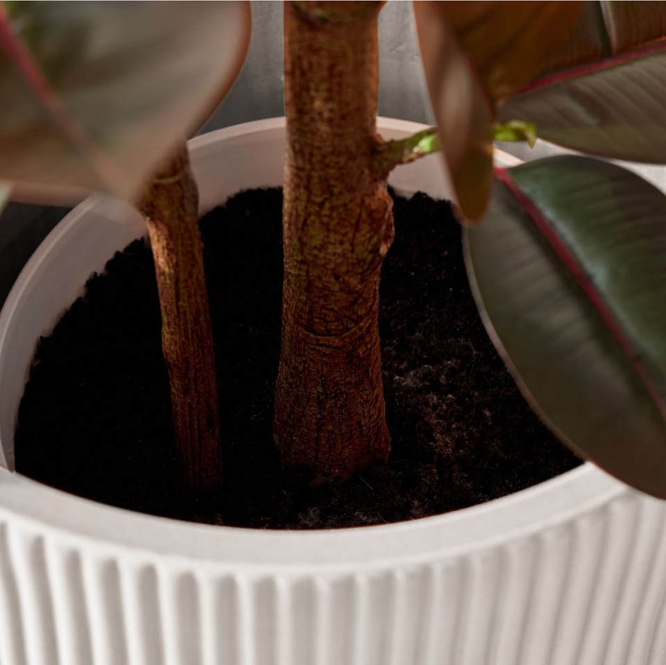 Faux Potted Rubber Tree West Elm Australia
